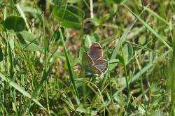Modrásek podobný – foto 2