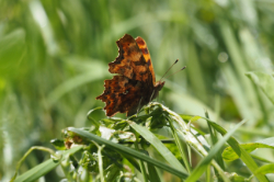 Babočka bílé C – foto 3