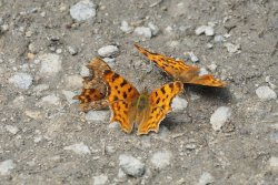 Babočka bílé C – foto 4