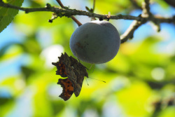 Babočka bílé C – foto 8