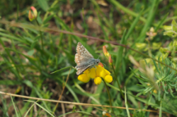 Soumračník proskurníkový – foto 5