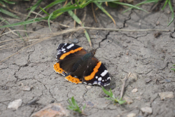Babočka admirál – foto 2
