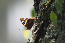 Babočka admirál – foto 5