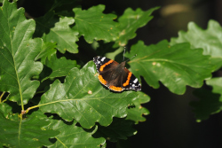 Babočka admirál – foto 6