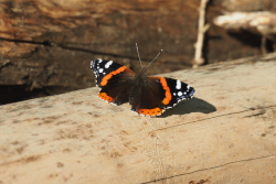 Babočka admirál – foto 7
