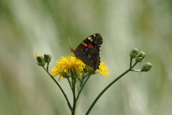 Babočka bodláková – foto 2